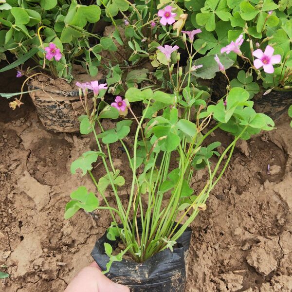 红花酢浆草 绿叶酢浆草专业种植基地