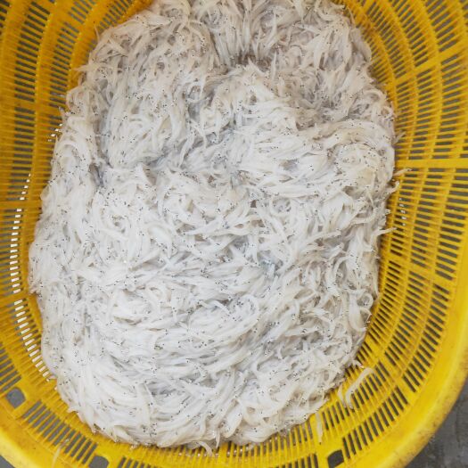 本港新鲜小银鱼，小孩补钙天然食材250g一盒，白饭鱼招商批发