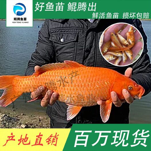 广州红鲤鱼苗 鲲腾鱼苗 好鱼苗鲲腾出 产地直销百万现货