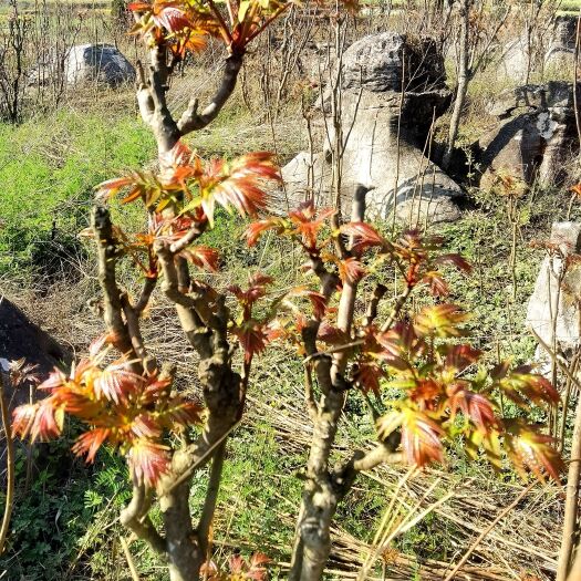 师宗县 红油香椿