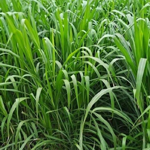 文水县 高蛋白高营养牧草青储加工，蛋白含量18%左右纤维17%左右