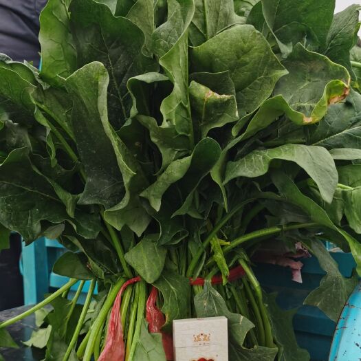 鄄城县大叶菠菜 日标菠菜，出口加工，药检合格 ，产地自营