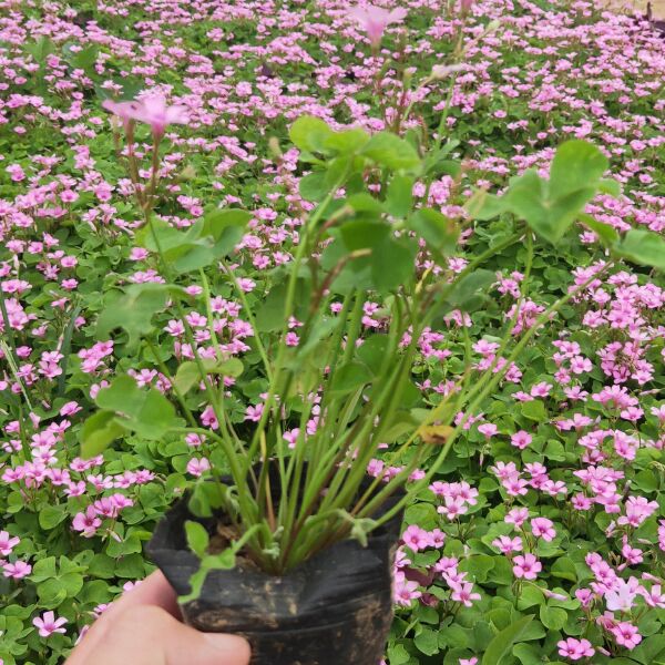 红花酢浆草 绿叶酢浆草专业种植基地