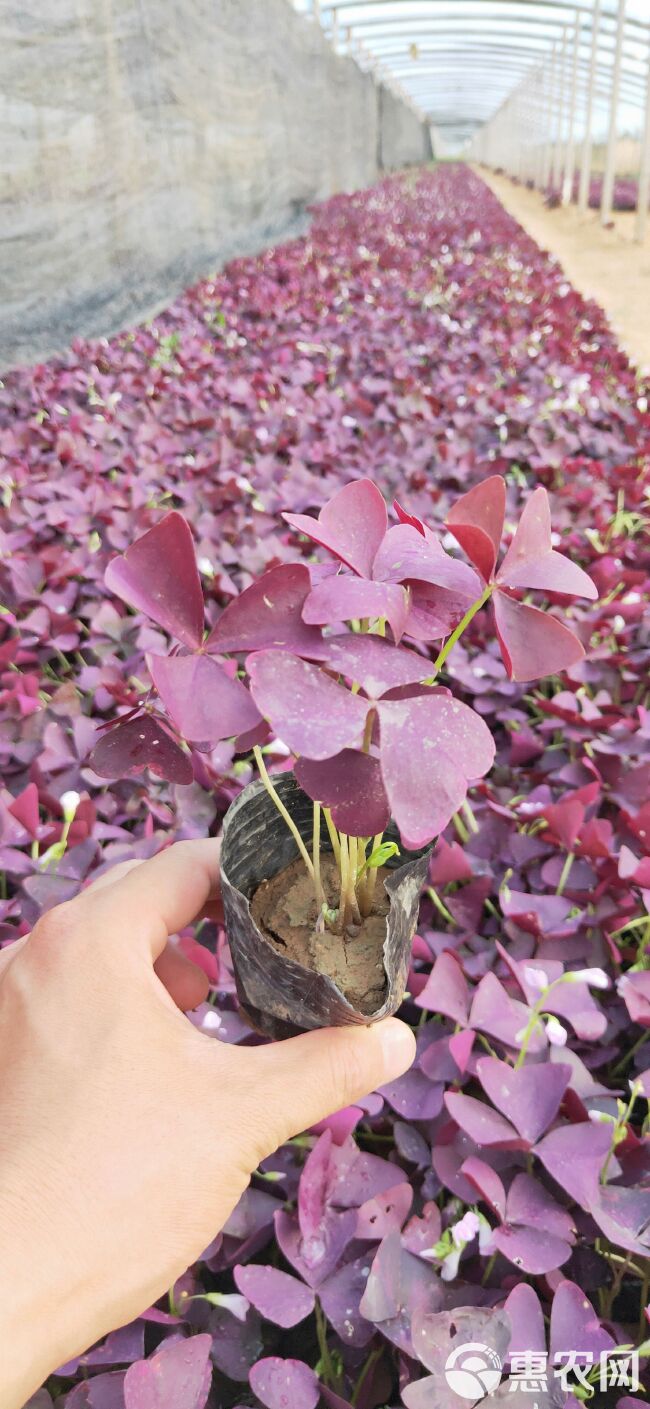 红花酢浆草 绿叶酢浆草专业种植基地