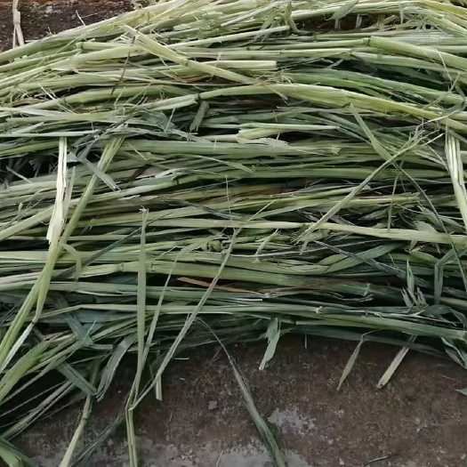 和林县饲料燕麦草  精品燕麦，全绿燕麦