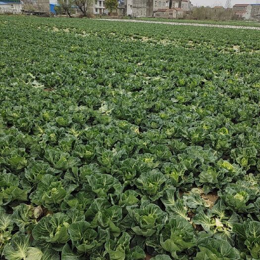 汉川市牛心甘蓝 精品牛心包菜