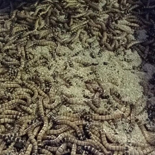 横州市大麦虫 蛋白虫 求老板合作 免费技术指导 种虫提供