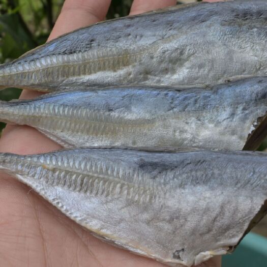 北海食堂食材巴浪鱼池鱼干棍子鱼海捕晒干鱼干小鱼干北海特产