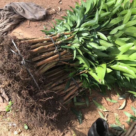 灵山县四季芒果苗  芒果苗/24小时内发货/如收到货时出现有断苗、死苗、免费补发