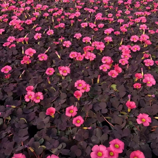 青州市红花酢浆草 大花芙蓉酢浆草