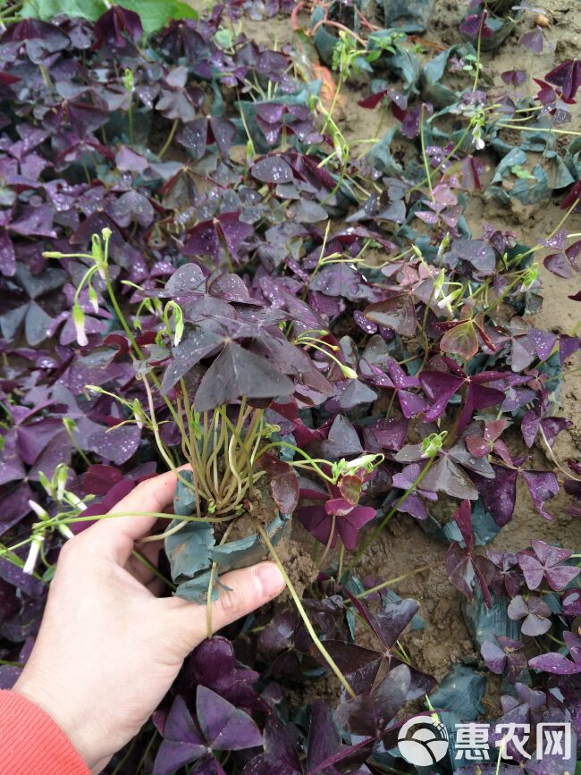 红花酢浆草 绿叶酢浆草专业种植基地