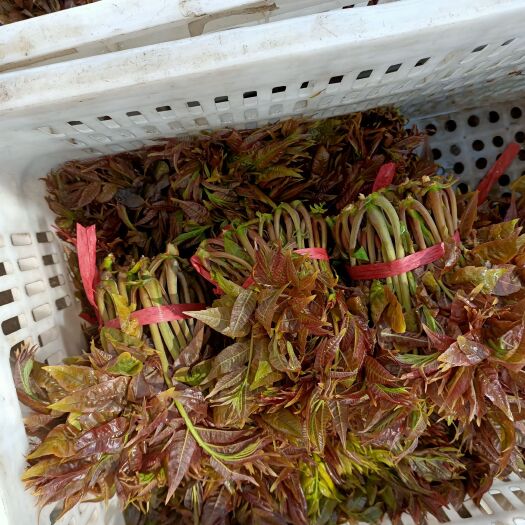 新泰市红油香椿 香椿芽批发，山东省新泰市放城镇马家寨子村
