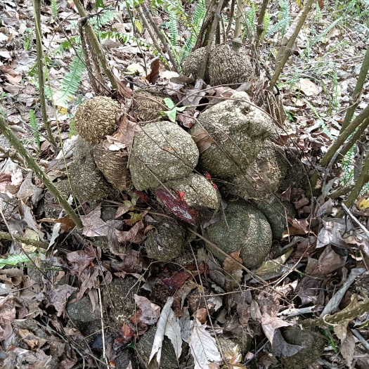 乐业县菝葜  好货薯莨