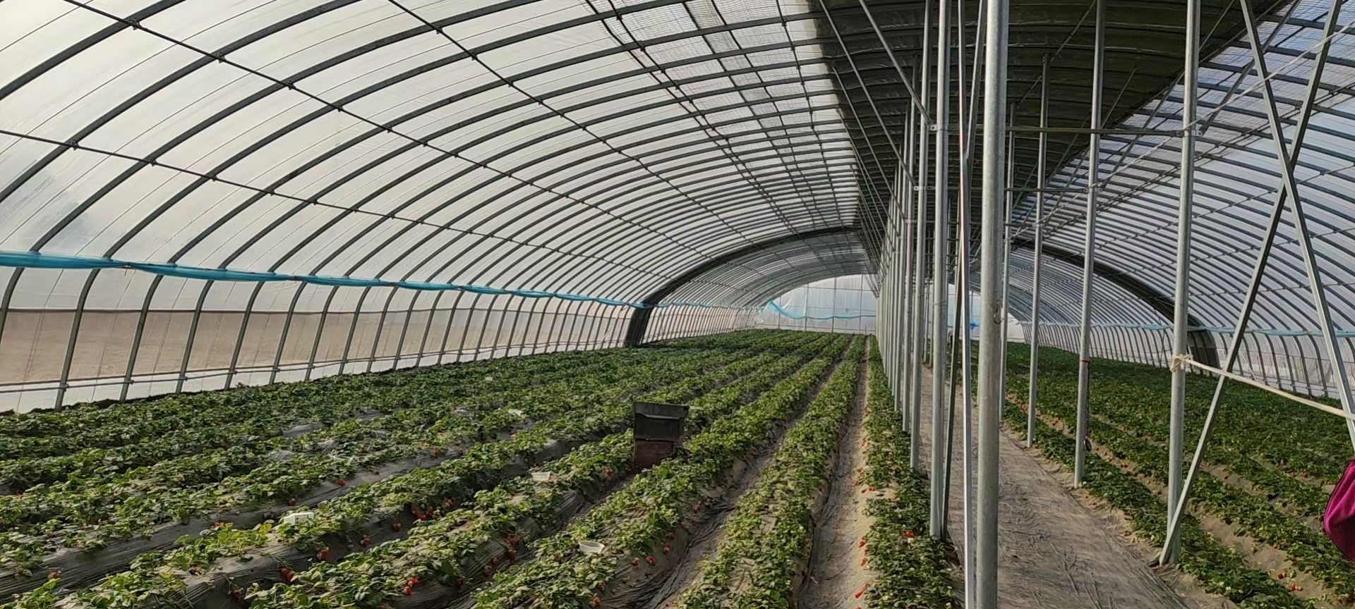 种植大棚 山西省建设各种智能温室大棚
