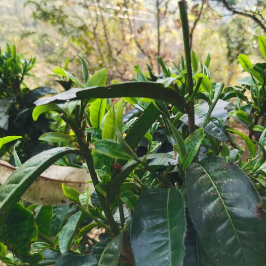 凤庆县滇红工夫 滇红明清茶