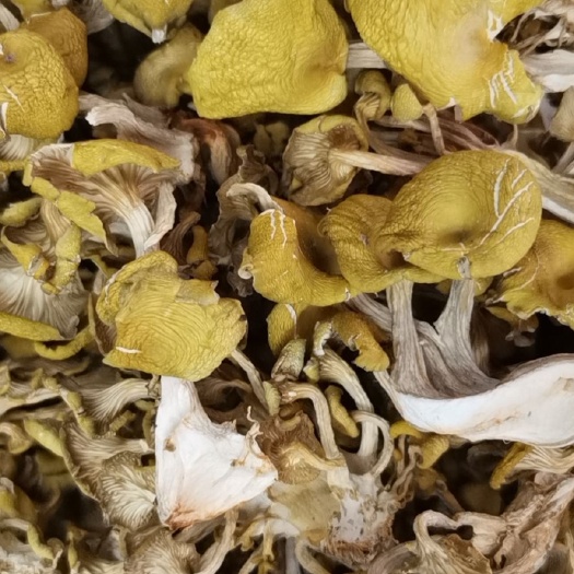 肇庆新鲜出炉鸡油菌干，嘎嘎滴香脆！