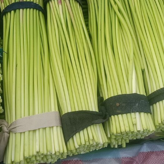杞县红帽蒜苔 【蒜薹】大量上市可共超市丶市场丶电商等有需要老板可
