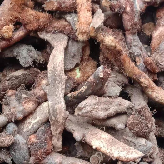 宣恩县￼

 大货供应｛骨碎补｝可批量可零售量大从优
