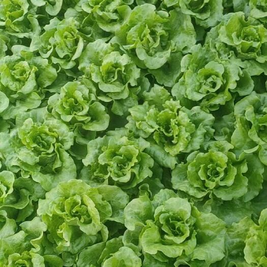 中牟县意大利生菜 优质生菜