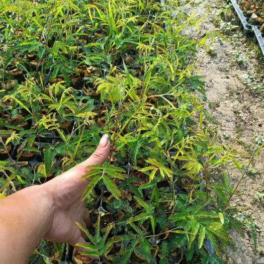 贺州相思树苗 黑木相思苗