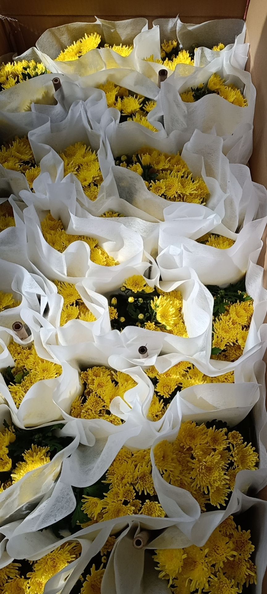  黄白菊花 清明祭祀菊花 大菊花 菊花盆栽
