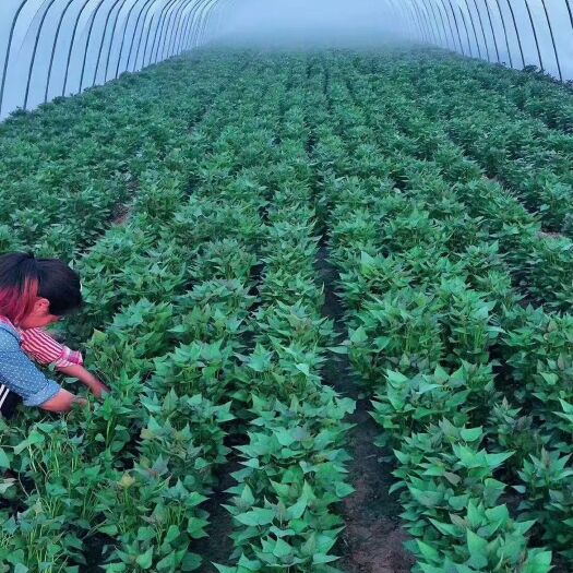 尉氏县商薯19红薯苗，淀粉型红薯
