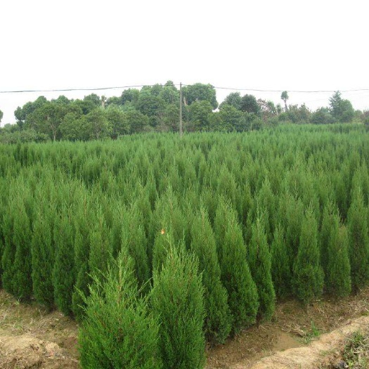 淄博塔柏苗10～100高的都有货量大从优