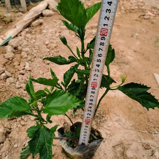 东莞市朱槿 30~40cm 10~20cm 带营养钵发货 