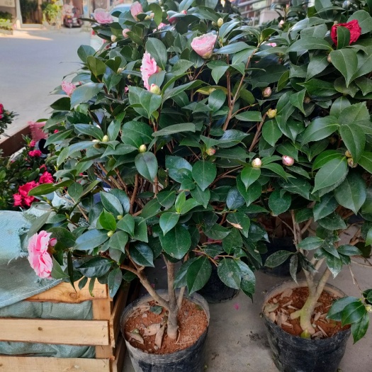 漳平市 精品五色赤丹茶花，一树多色，带花苞，带开花，树形大，花苞多