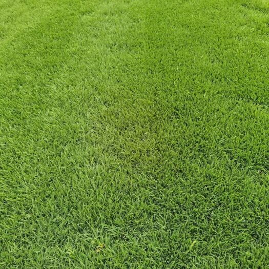 安宁市剪股颖草坪 草坪种植基地