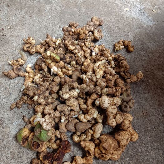 荔波县黄精   鲜货   通货  不包邮
