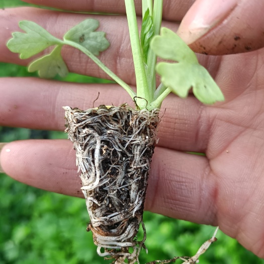 邯郸芹菜苗 穴盘苗 优选皇后 支持技术指导售后服务 大量现货