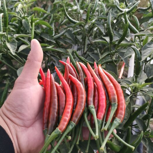 瑞丽市 季节性可供应小米椒，朝天椒