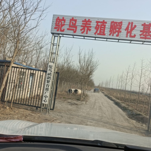 岳阳 鸵鸟苗