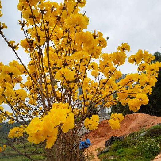 广州黄花风铃木  黄花风铃 紫花风铃  洋红风铃