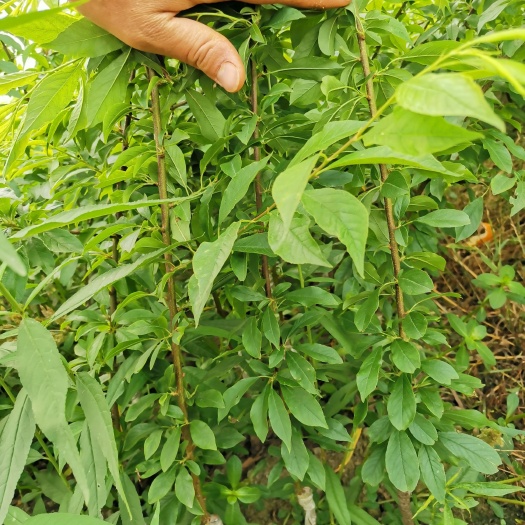 荔浦市银妃三华李苗，品种保证