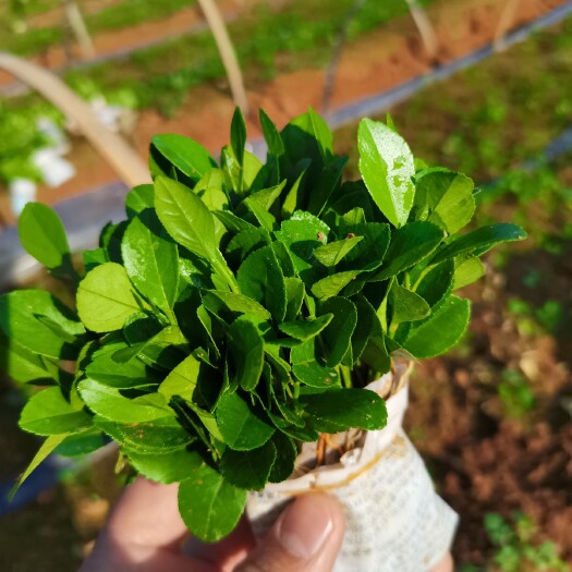 阳朔县 柠檬苗