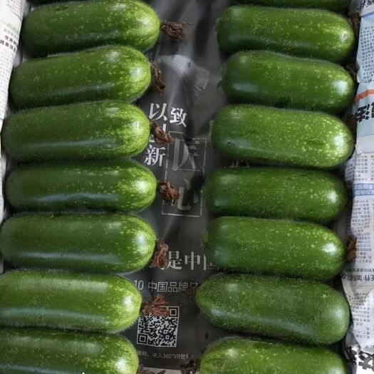 广州冬瓜苗   小毛瓜苗 种苗兴丰油绿毛瓜