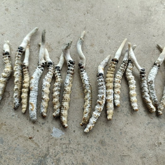 鄱阳县亚香棒虫草 亚香棒虫
