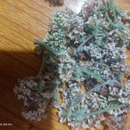 望谟县密蒙花