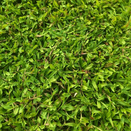 灵山县大叶油草