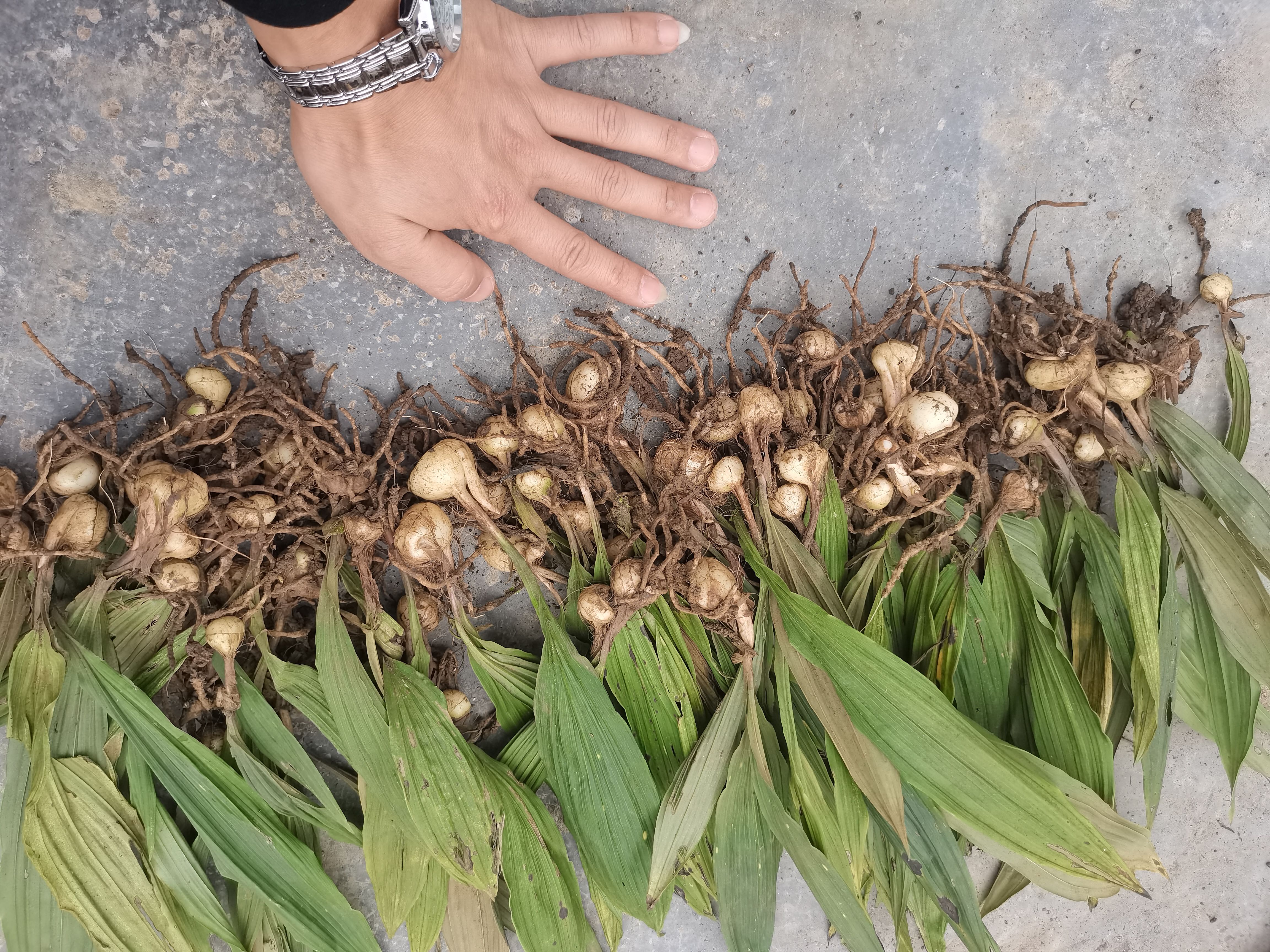 成都山慈菇种苗 ， 山慈菇 毛慈菇苗