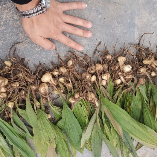 成都山慈菇种苗 ， 山慈菇 毛慈菇苗