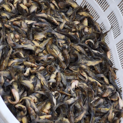 湖州黄颡鱼苗 