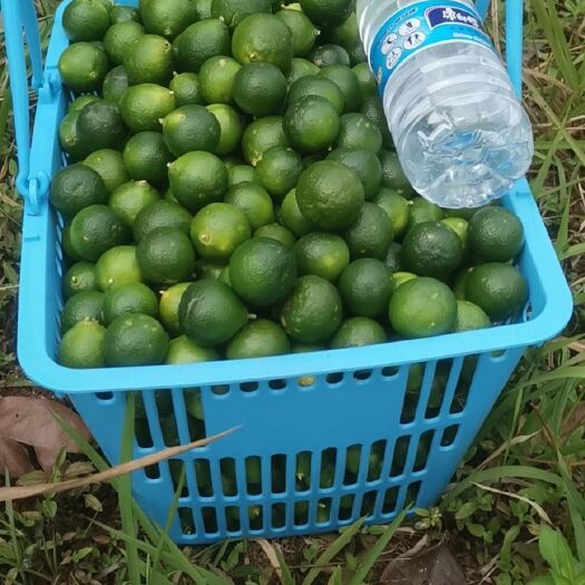 海口海南青金桔青金橘