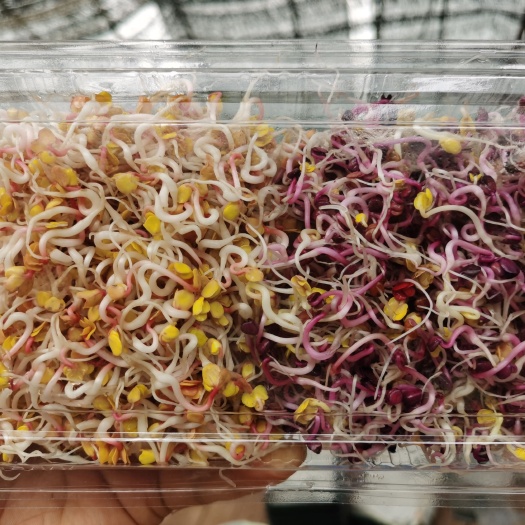 寿光市七彩萝卜芽 萝卜芽 酒店特色菜 凉拌装饰摆盘 大量批发