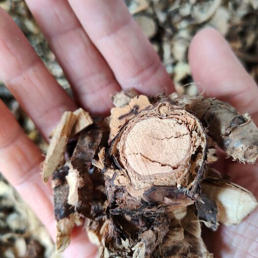 玉林 大山中草药材金雀根 金雀儿根 阳雀花根 板参 黄芪根部干品