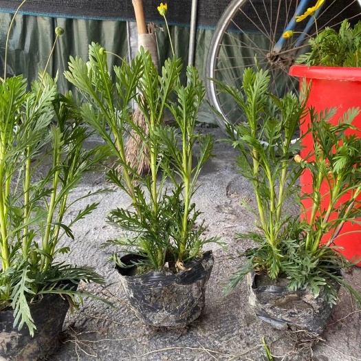 杭州 黄金菊大杯
