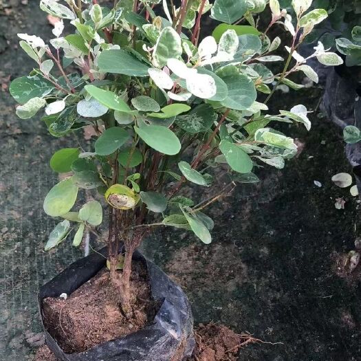 漳浦县白雪木，雪花木