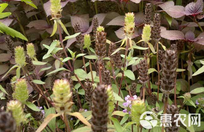 夏枯草，产地直销，全年大量现货供应，主产山区，高含量，品质优